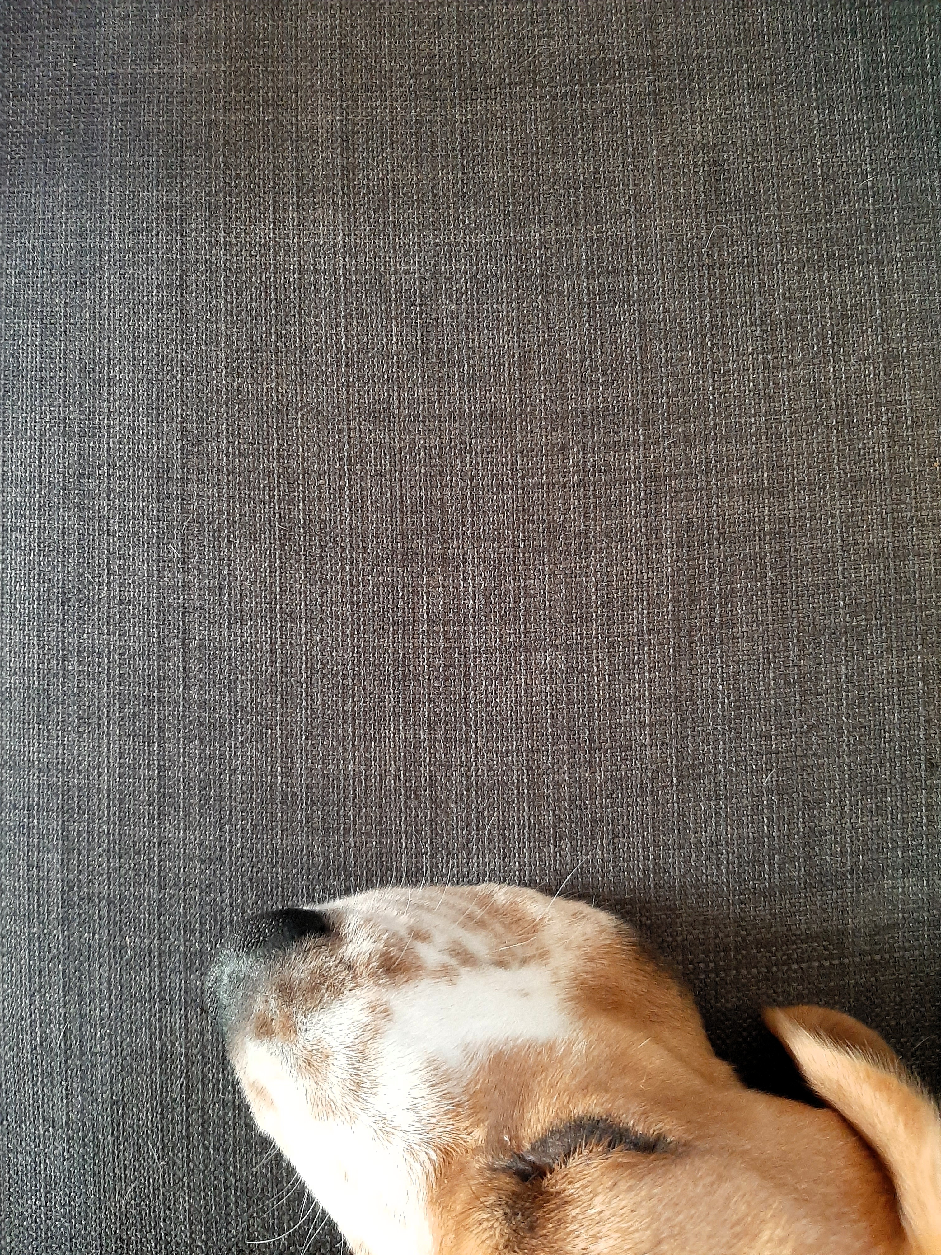 Magdabphotos photo animal compagnie